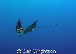 White Spotted Eagle Ray down at 30m off Grand Cayman. Tak... by Carl Wrightson 